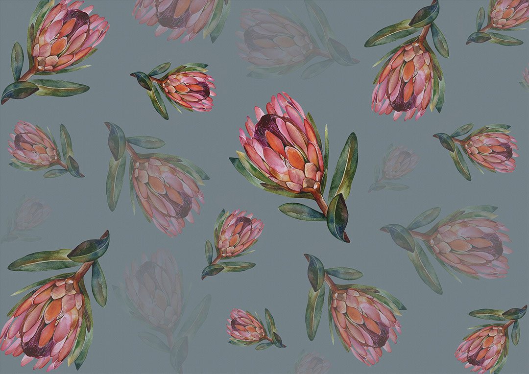 Delicate protea flower on the blue background wallpaper