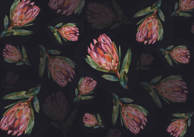 Delicate protea flower on the dark background wallpaper