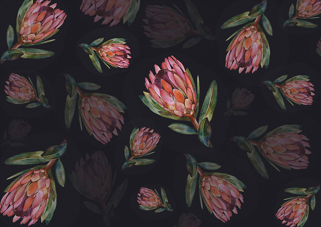 Delicate protea flower on the dark background wallpaper