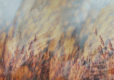 Autumn wheat with crimson sky wall mural