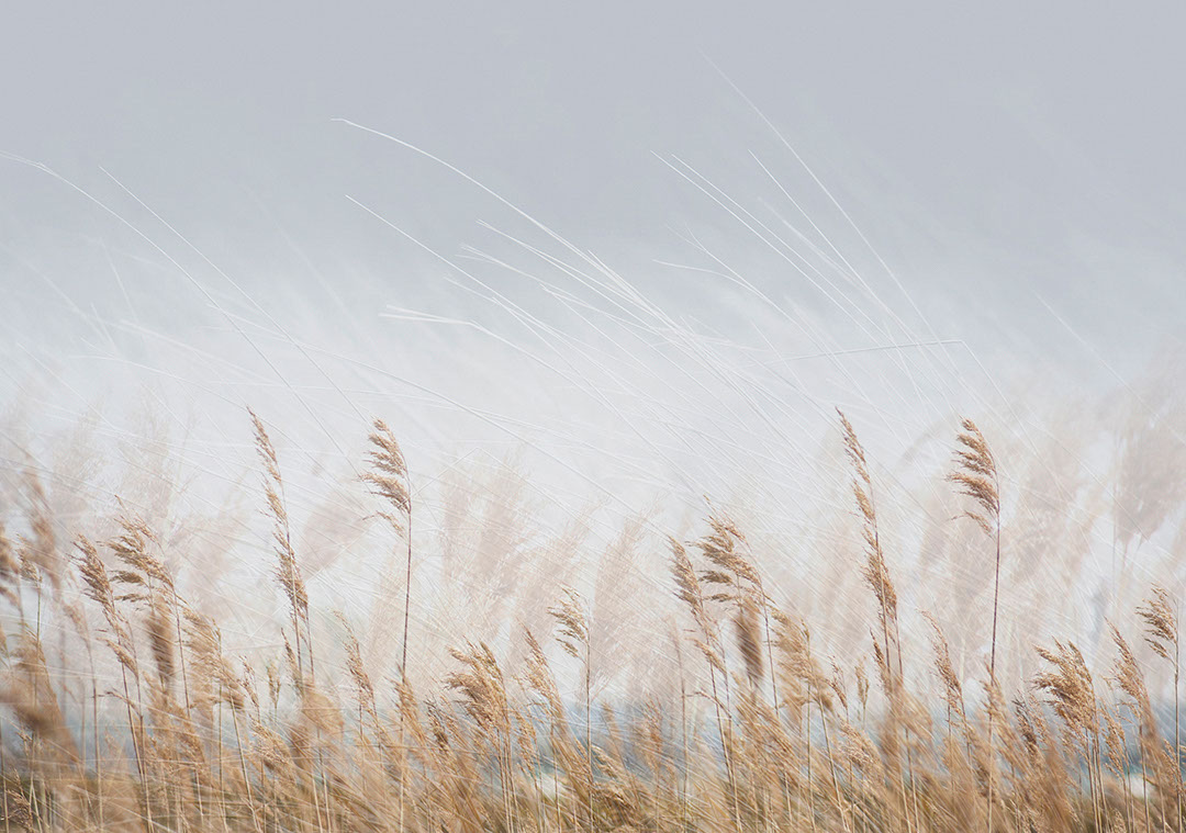 Golden wheat field wall mural