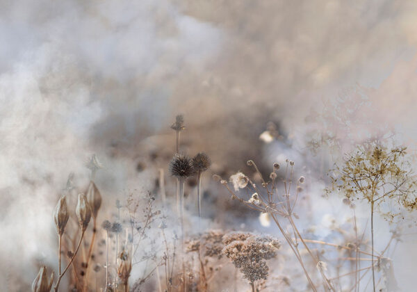 Botanical grass and flowers in the fog wall mural in blue and beige tones