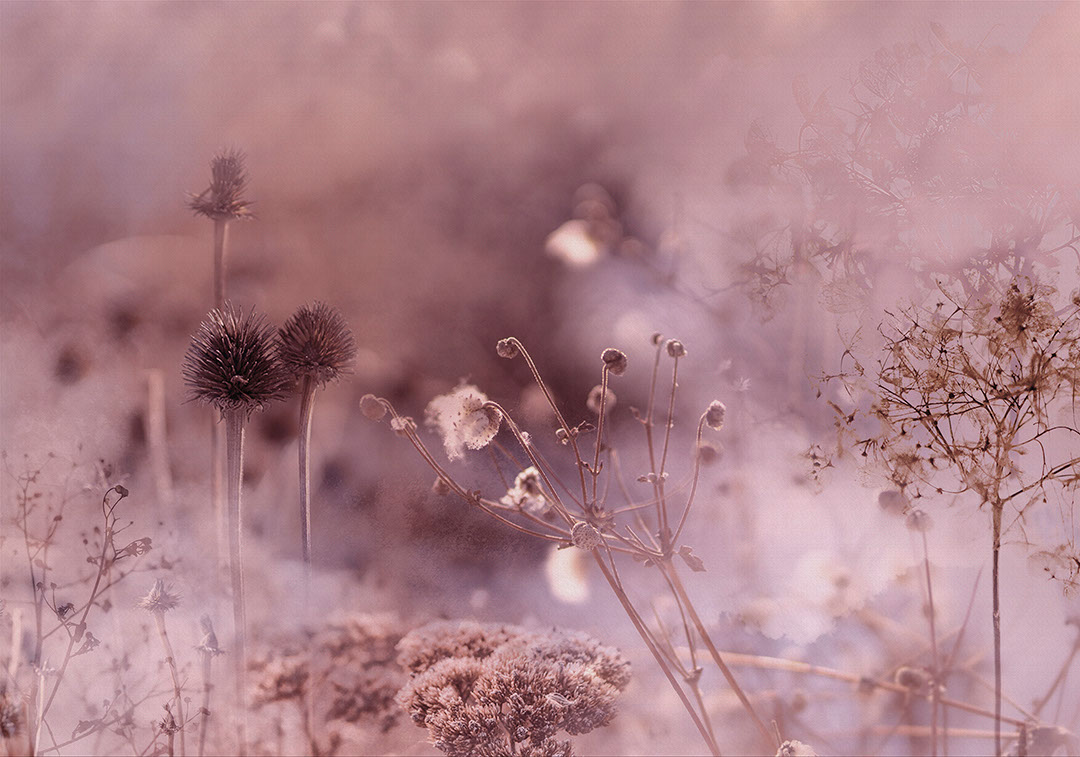Botanical grass and flowers in the fog wall mural in pink tones