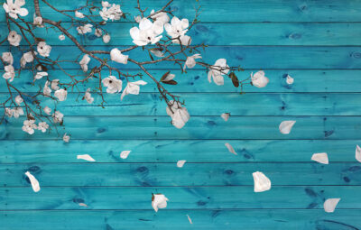 White cherry blossoms 3D wall mural on background with blue wood