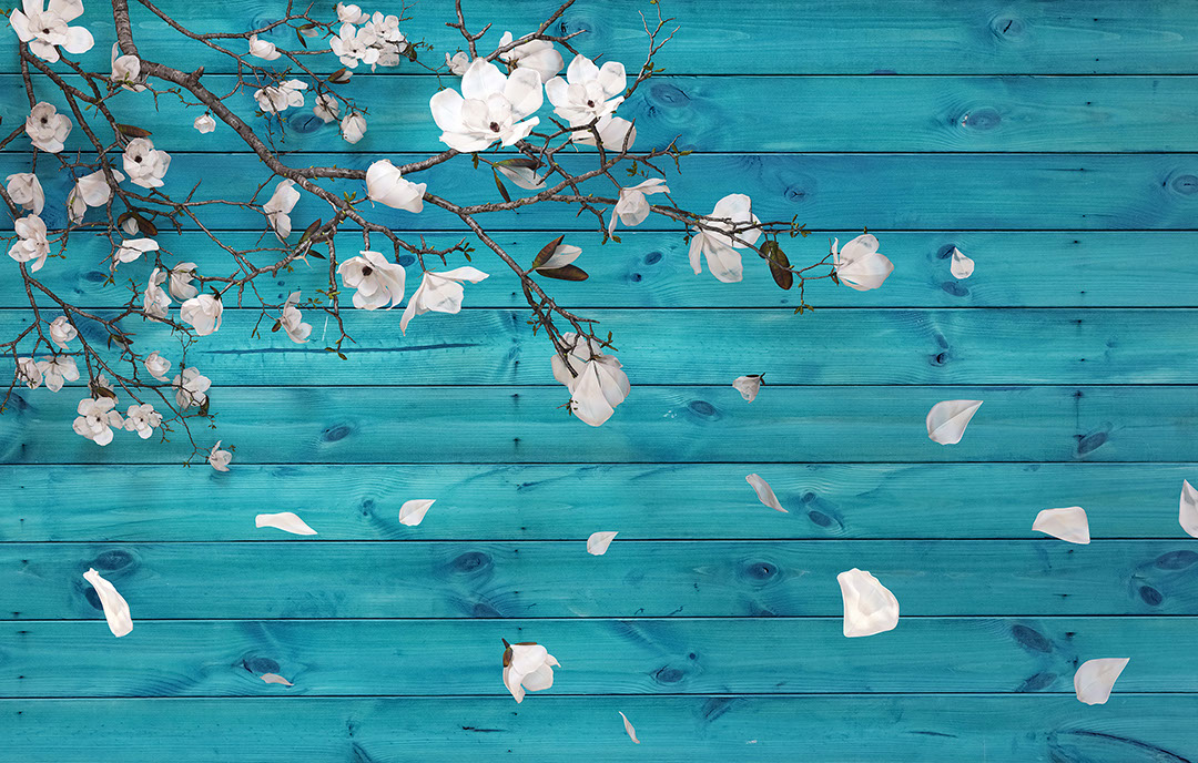 White cherry blossoms 3D wall mural on background with blue wood