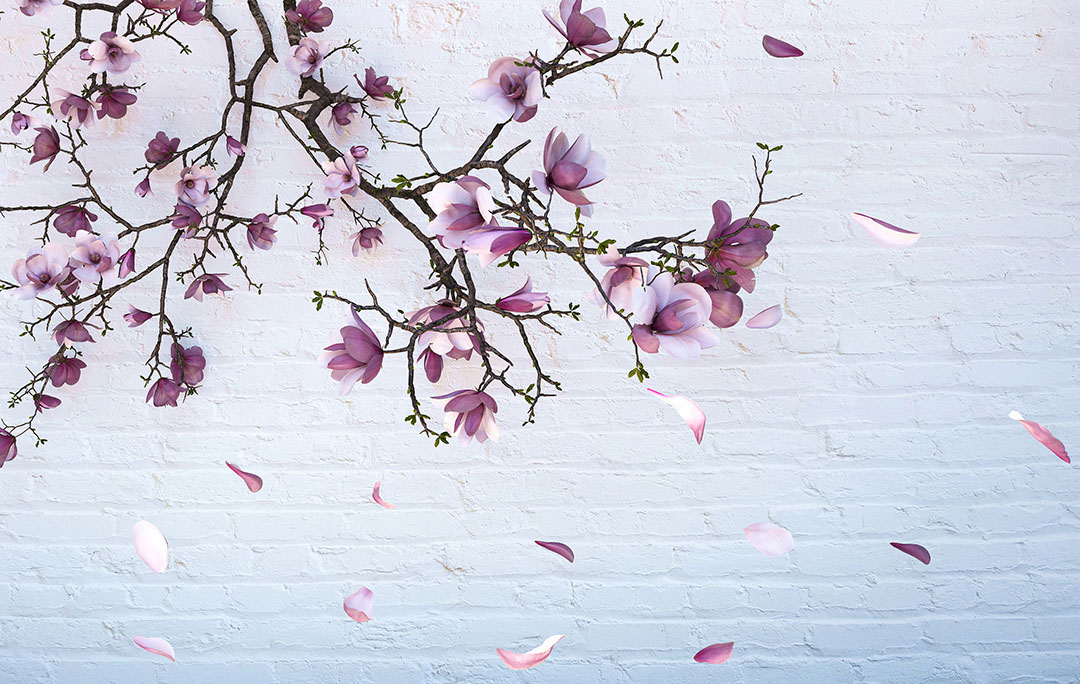 Sakura branches on the brick background 3D wall mural