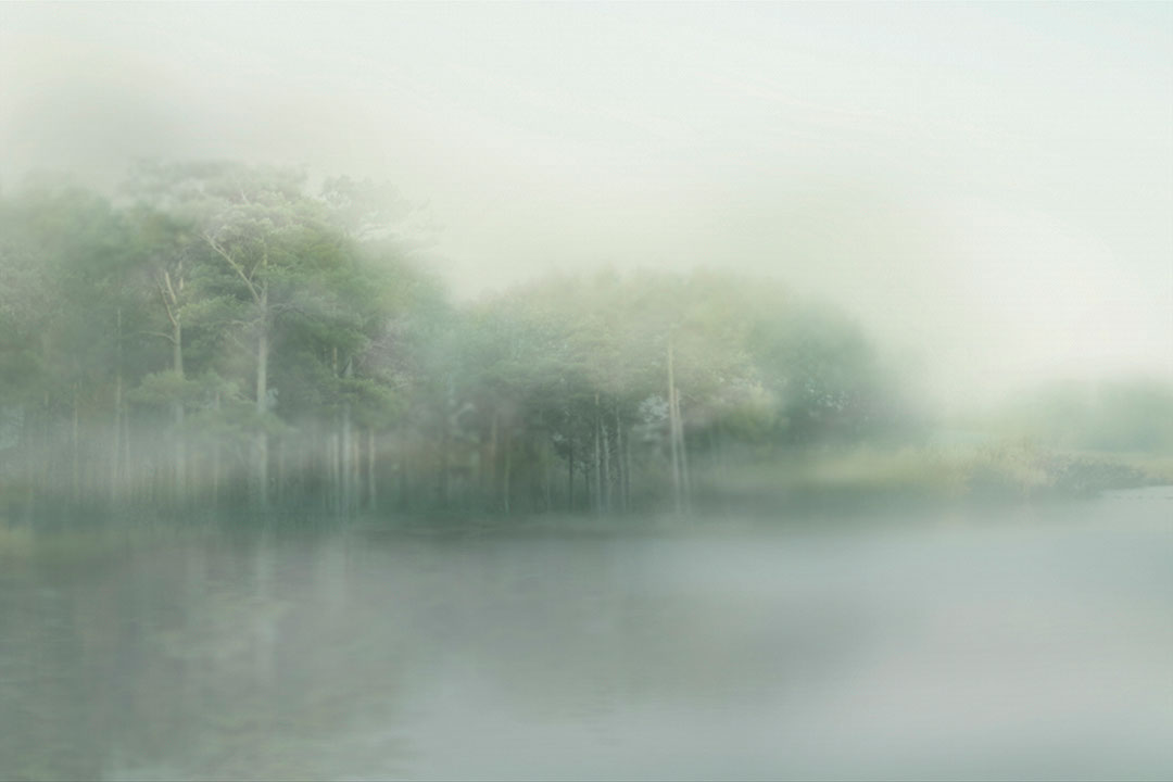 Forest wall mural in the style of impressionism