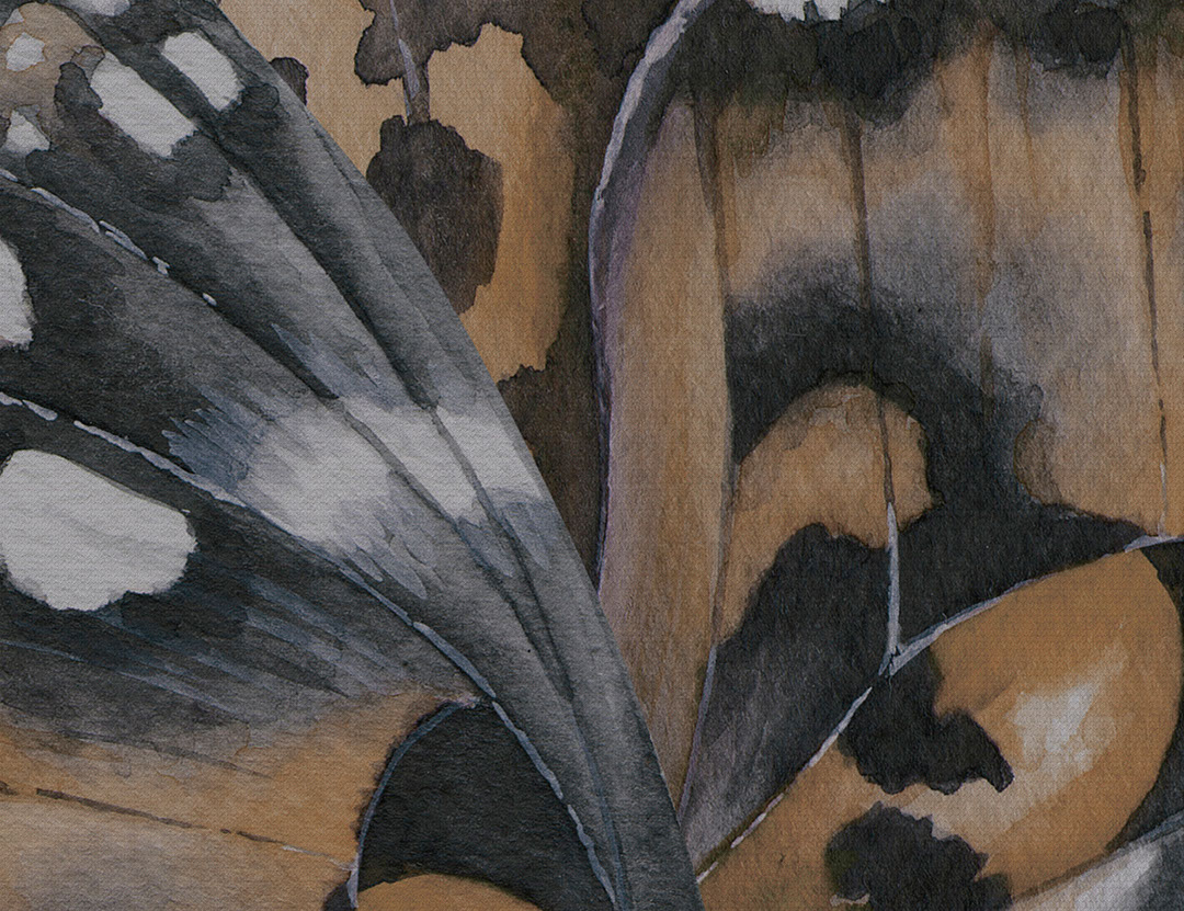 Butterfly wings texture wall mural in orange and grey tones