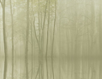 Mysterious forest wall mural
