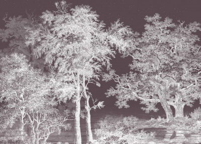 White illustrated forest on the dark sky wall mural