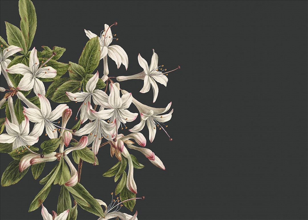 Large lily flowers wall mural on the black background
