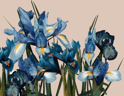 Detailed large iris flower wall mural on the beige background