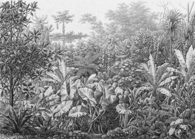 Grunge etching wall mural with tropical leaves and trees in black and white