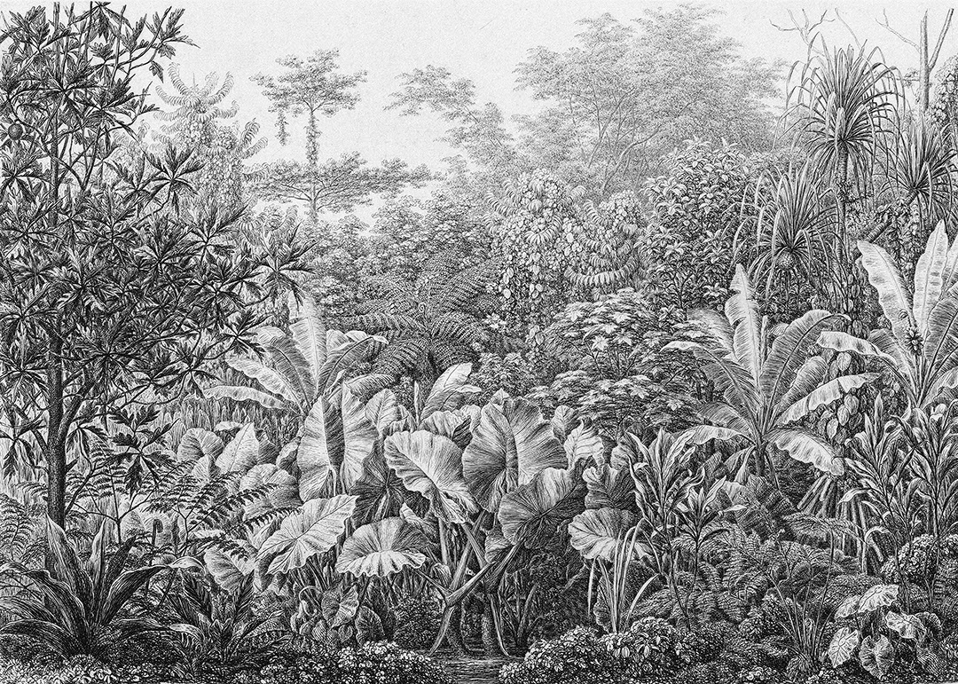 Grunge etching wall mural with tropical leaves and trees in black and white