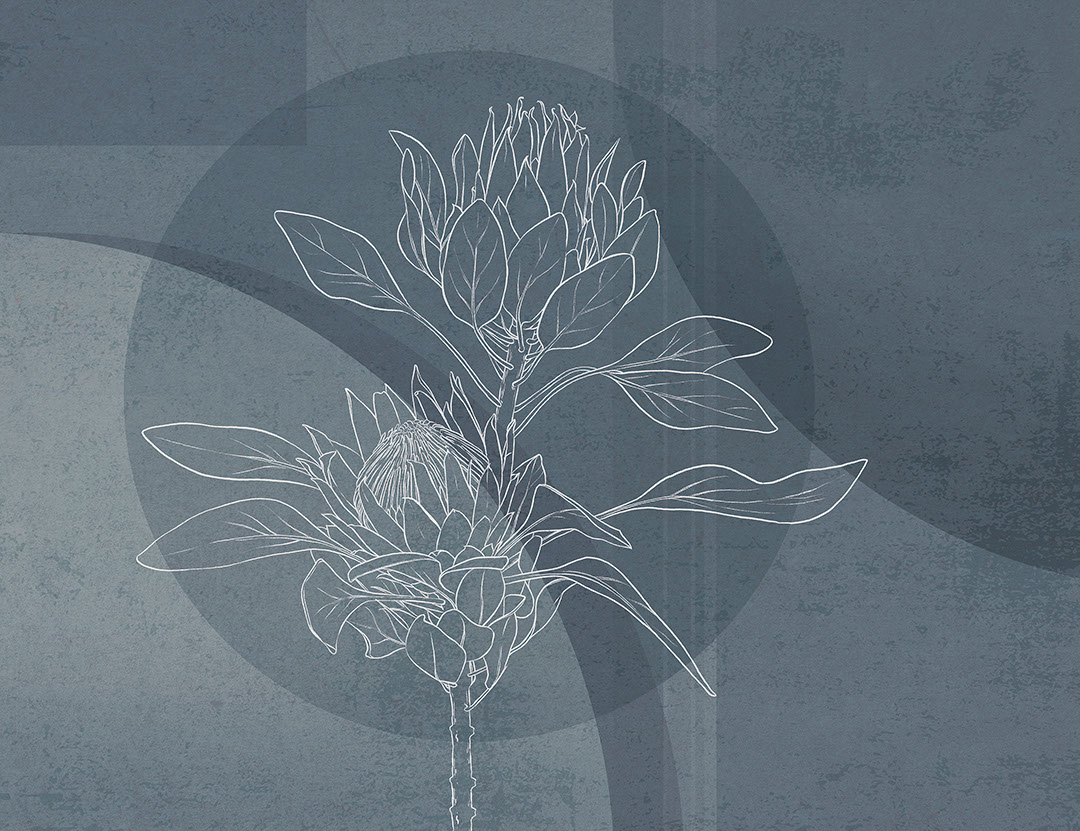 Oversized floral wall mural with protea and blue geometric background