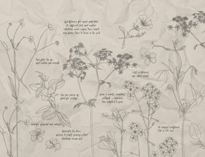 Botanical illustrations of wildflowers with inscriptions wall mural