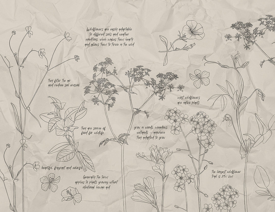 Botanical illustrations of wildflowers with inscriptions wall mural