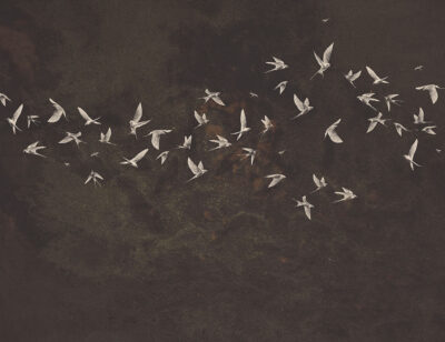 Delicate birds on a brown textured background wall mural