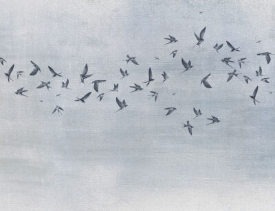 Delicate birds on a blue textured background wall mural