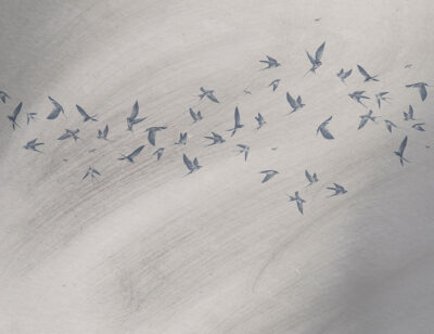 Delicate birds on a grey textured background wall mural