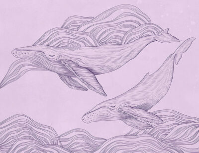 Linear illustrated whales wall mural on the purple background