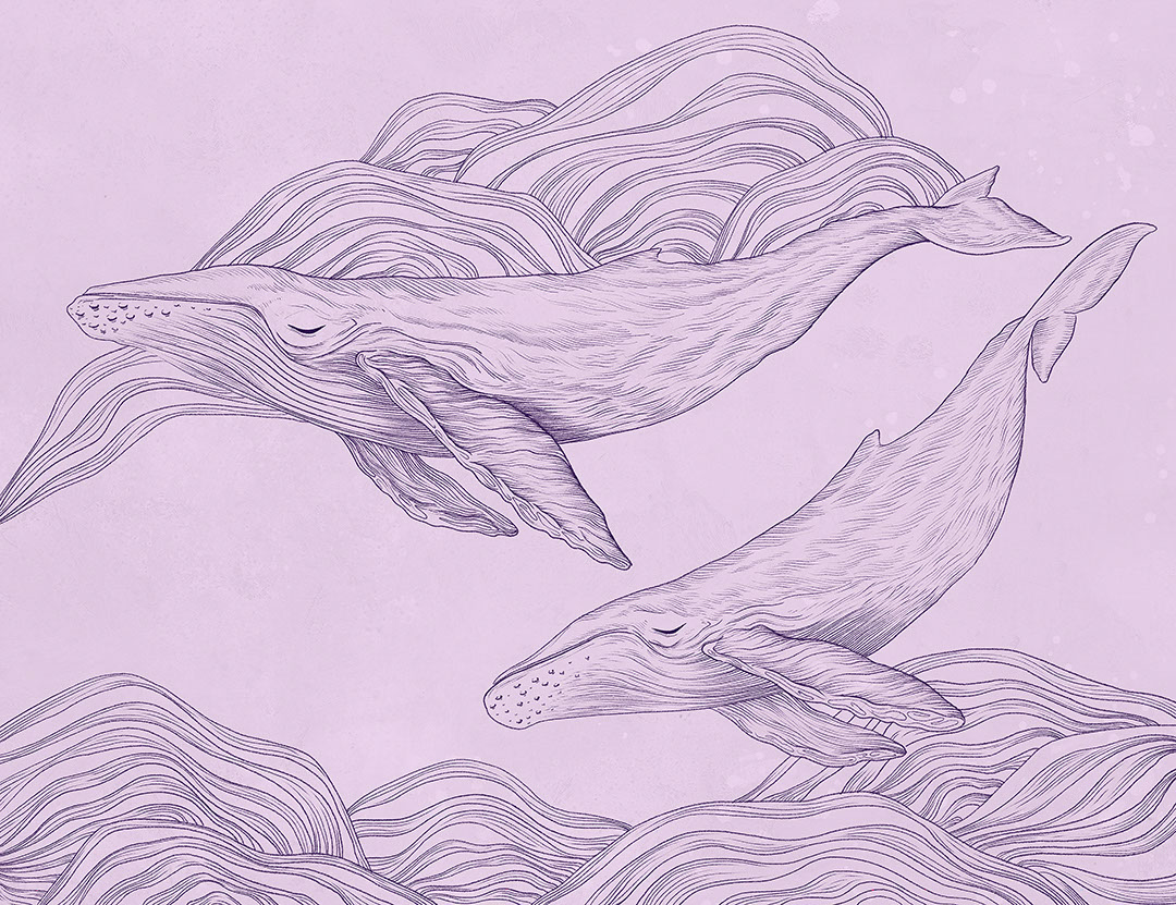 Linear illustrated whales wall mural on the purple background