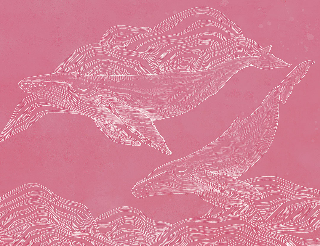 Linear illustrated whales wall mural on the pink background