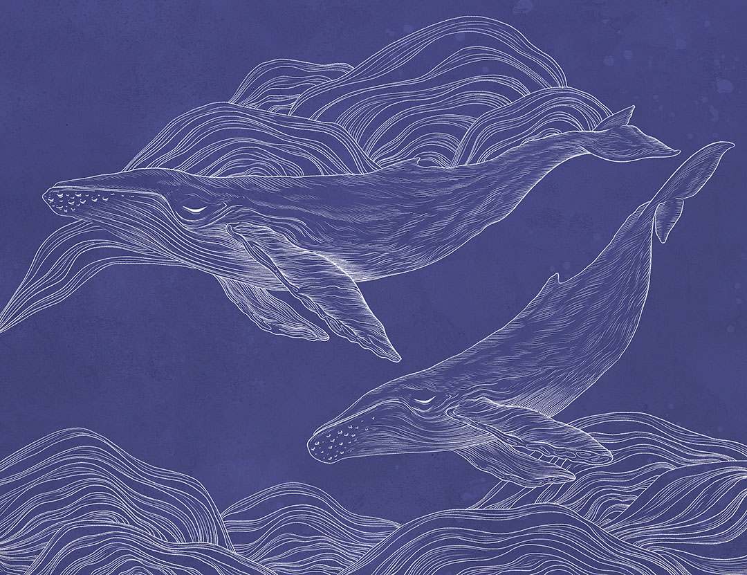 Linear illustrated whales wall mural on the navy blue background