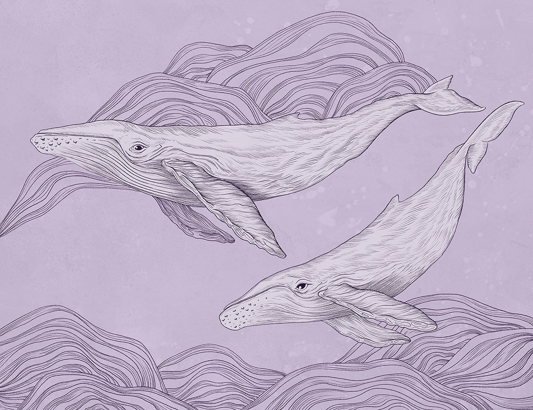 Cute illustrated whales wall mural on the purple background