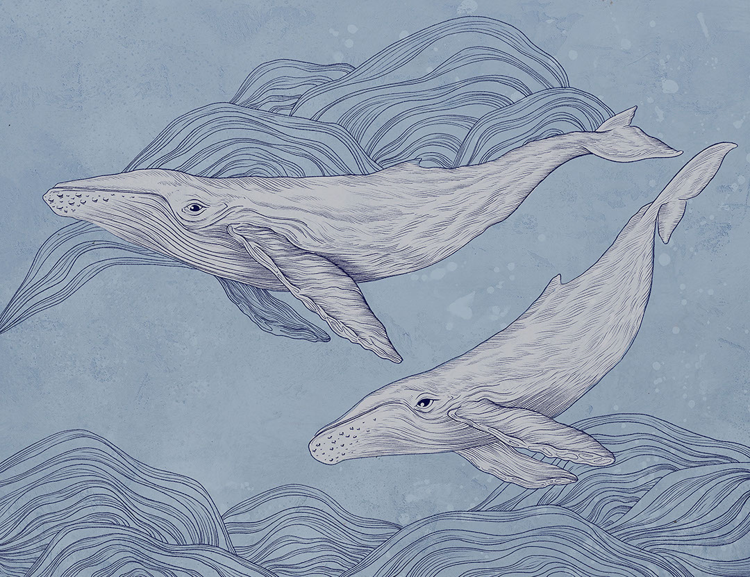 Cute illustrated whales wall mural on the blue background