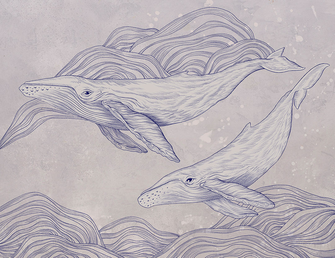 Cute illustrated whales wall mural on the grey background