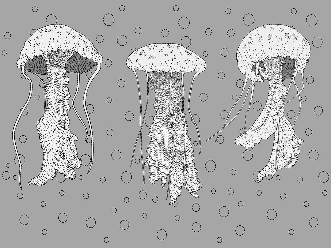 Line work jellyfish wall mural with water bubbles on the grey background