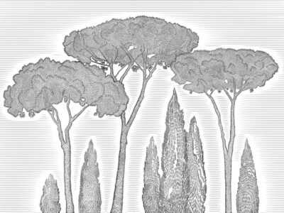 Illustrated black Mediterranean cypress and stone pine trees wall mural