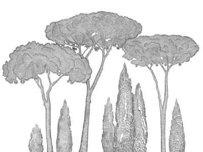 Italian cypress and stone pine trees wall mural
