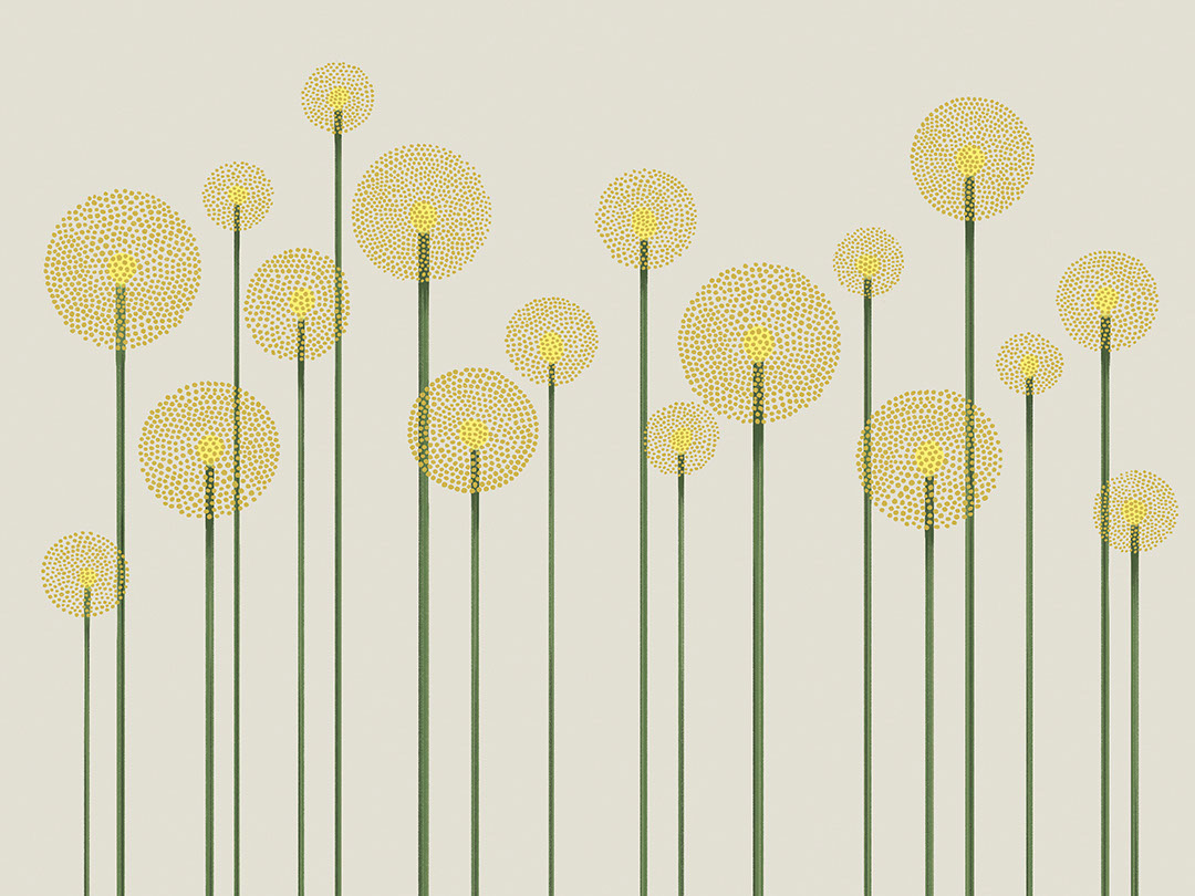Illustrated minimalist yellow dandelions wall mural