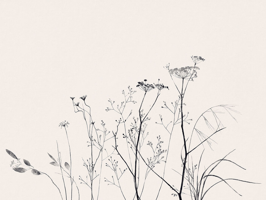 Delicate black botanicals on a pastel background wall mural