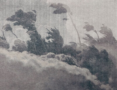 Grey vintage etching textured wall mural with forest trees