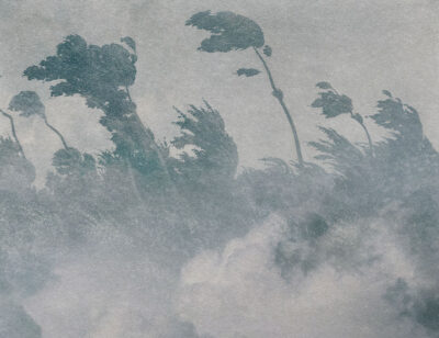 Vintage grey etching forest in fog wall mural