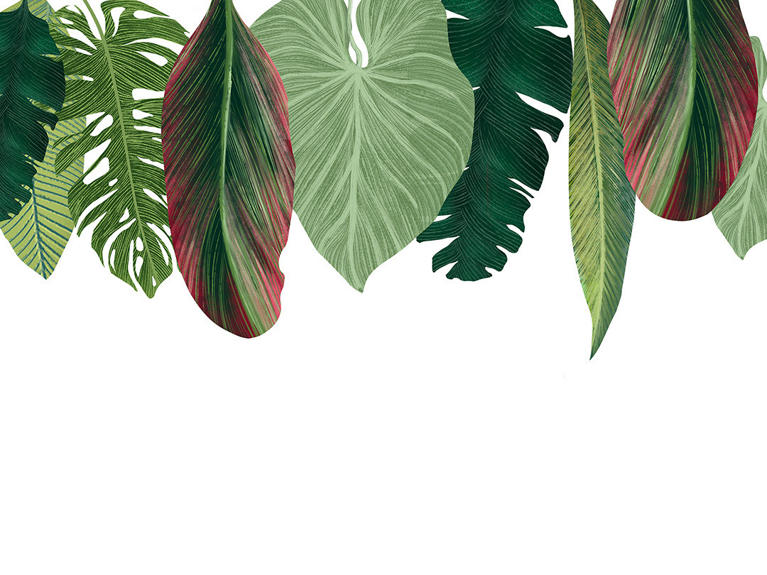 Overhanging tropical leaves on white background wall mural